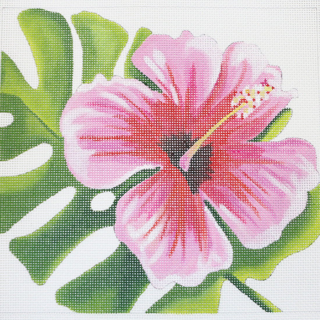 Pink Hibiscus