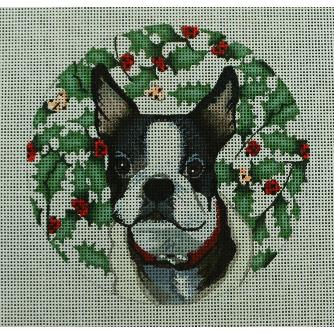 Boston Terrier