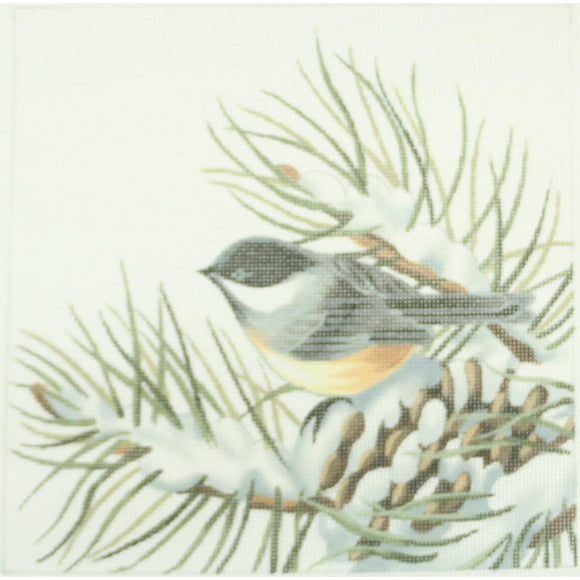 Chickadee in Winter Pine