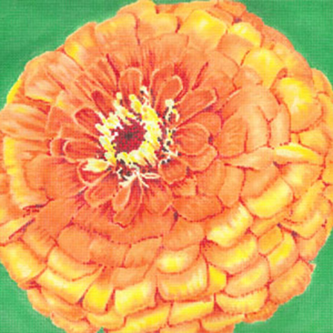 Quince Zinnia on Green