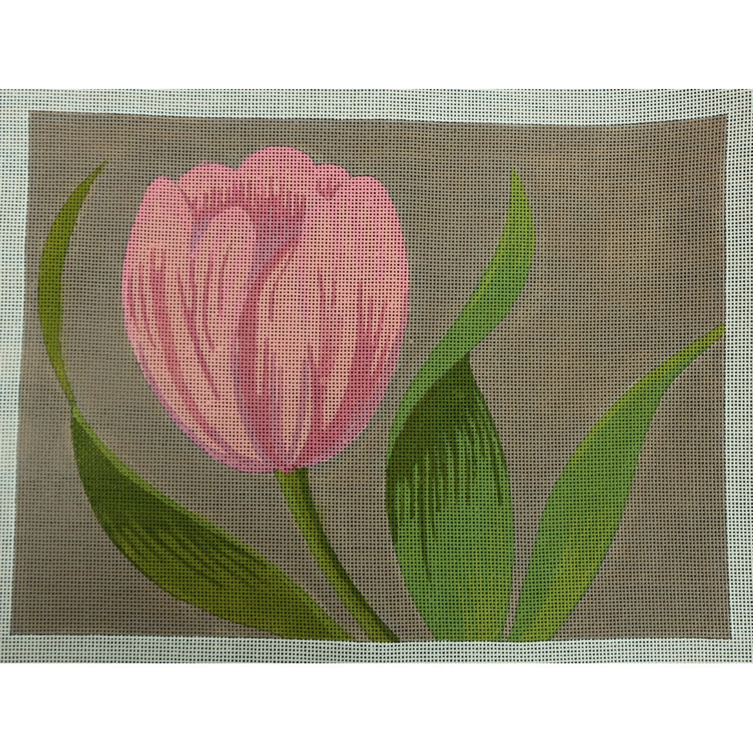 Pink Tulip
