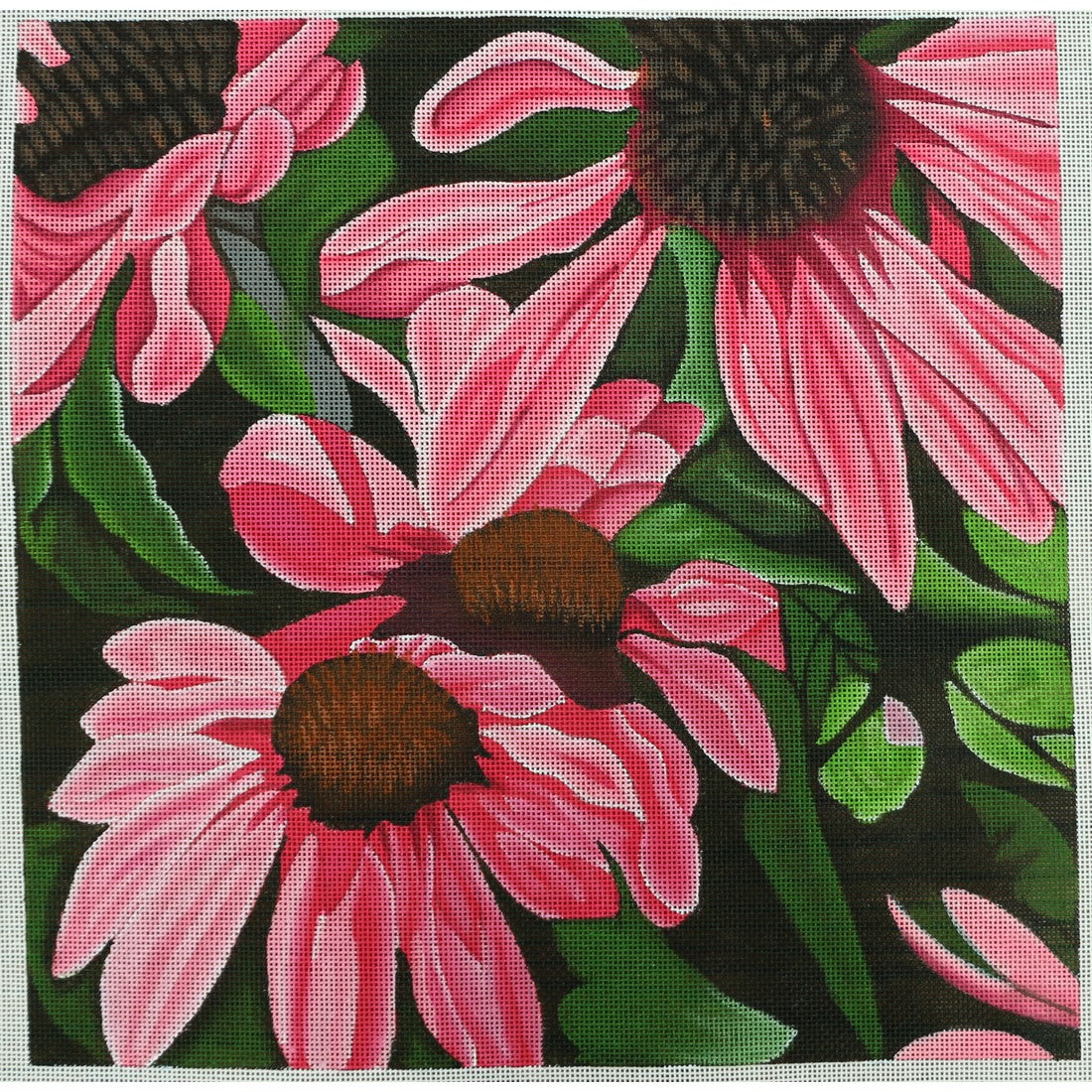 Coneflower
