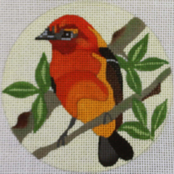 Tanager Bird