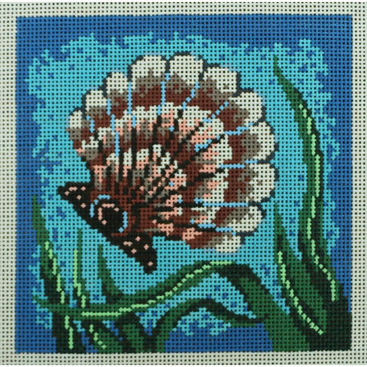 Scallop Shell