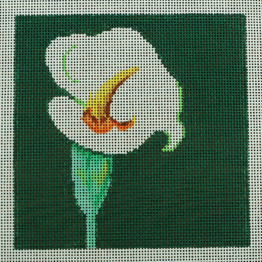 Cala Lily