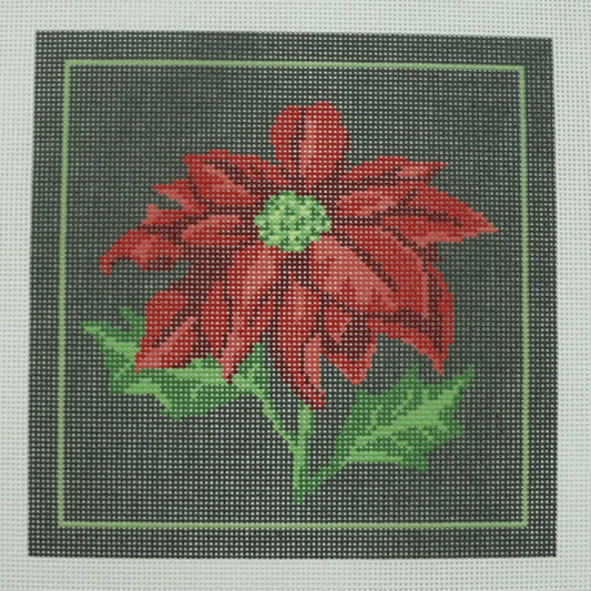 Poinsettia