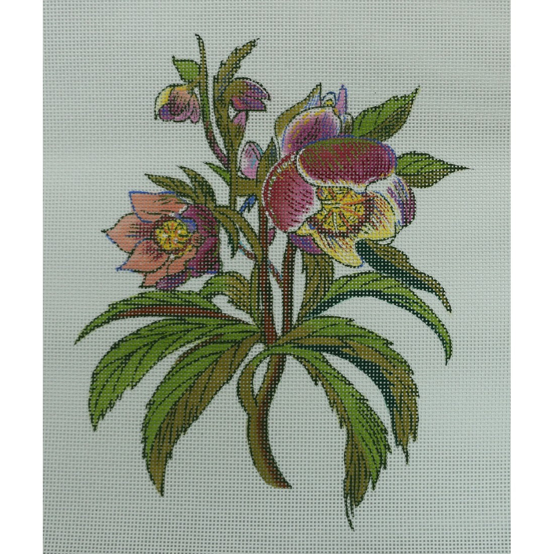 Hellebore, 13 mesh