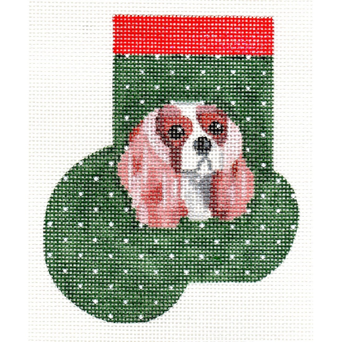 King Charles Cavalier, Tan & White