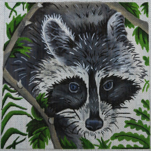 Raccoon