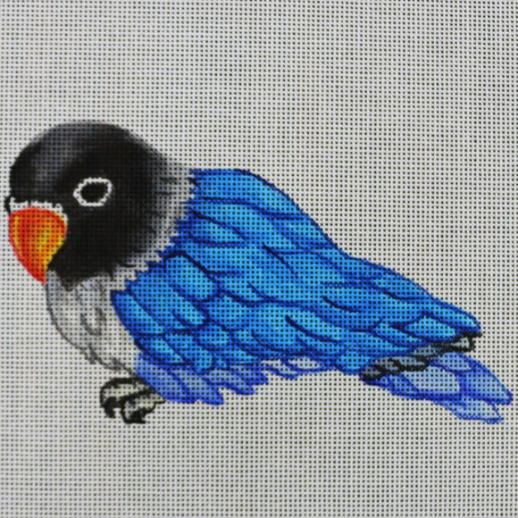Blue Parrot, Black Head