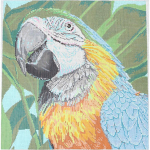 Parrot Blue/Yellow Macaw